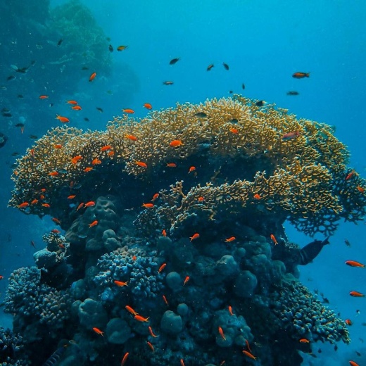 Дайвинг на островах Рача Яй