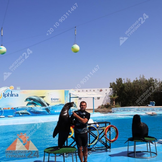 Экскурсия в дельфинарий в Хургаде