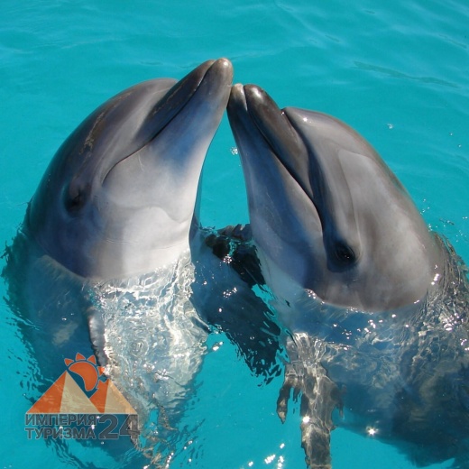 Билеты в Дельфинарий Дубая