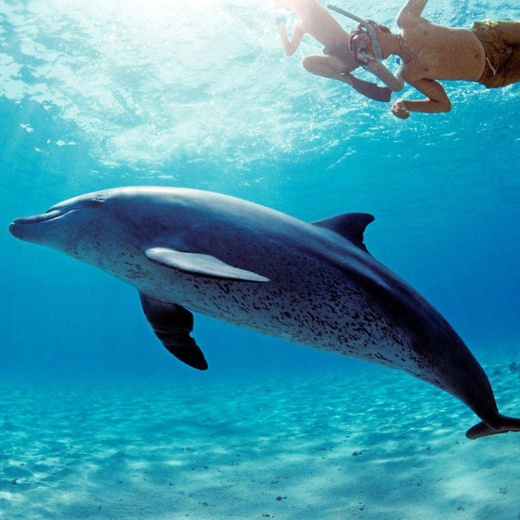 Экскурсия на риф Сатайя (Дом дельфинов)