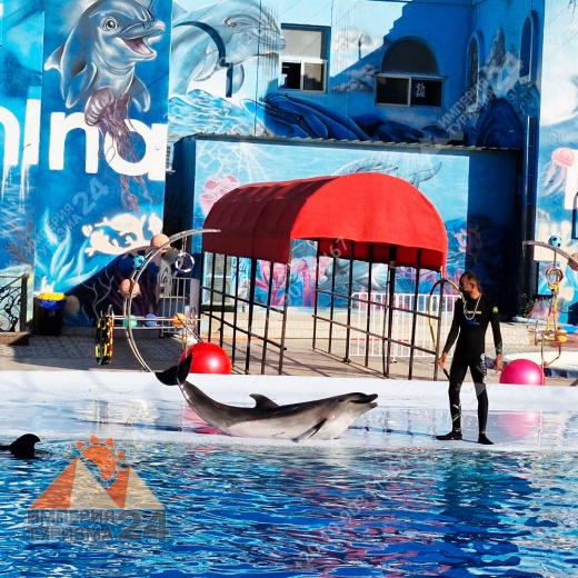 Экскурсия в дельфинарий в Шарм-эль-Шейхе