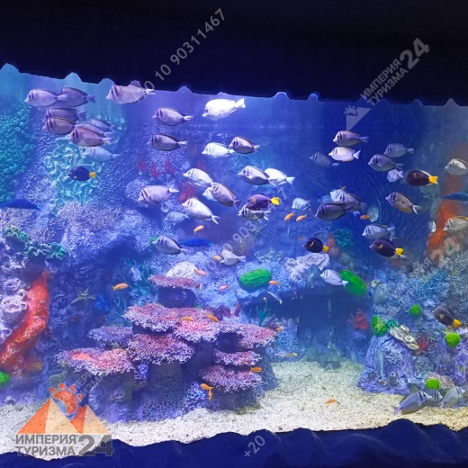 Экскурсия в Гранд Аквариум в Хургаде